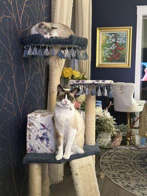 Bizz and Keckers approve of this cat tree recovered with scraps from the reupholstery project.