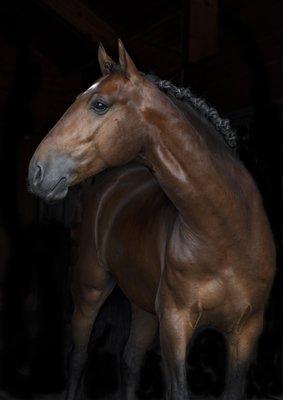 Horse photographer, Lusitano stallion portrait