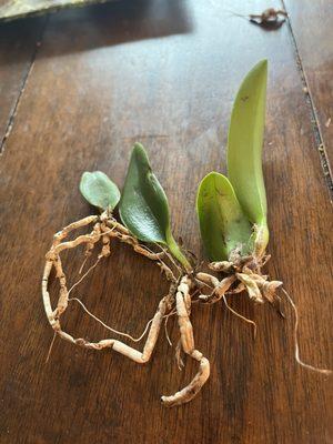 Dead orchid roots