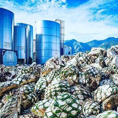 Where the Tequila process begins