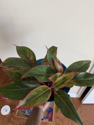 Aglaonema Siam Aurora