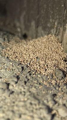 A close up of drywood termite pellet droppings.