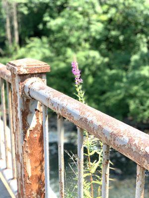 Last Branch Standing- (W/ Saw Mill River Underneath)