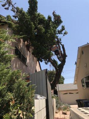 My 2 large juniper trees needed to be removed for fire zone compliance. They were up against my house and overhanging my neighbor's property