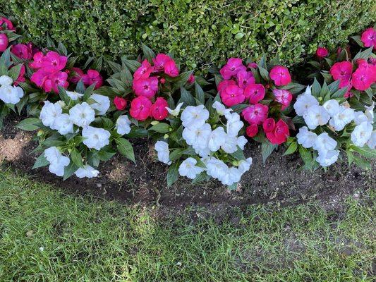 SunPatiens - Annuals