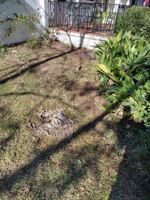 Blowing air through the drain doesn't clear out tree roots