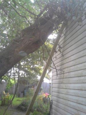 We used rigging to lift this Hackberry tree off a garage blown onto it by Hermine.