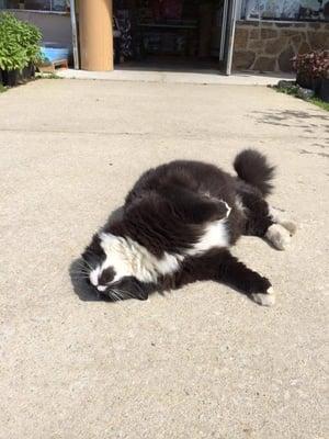 Buck is one of the cats here at the hardware store.