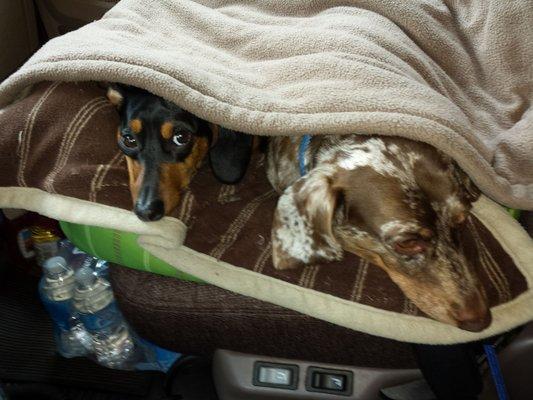 The babies were cold in their doggy bed so being as spoiled as they are I had to cover them up with their favorite blanket