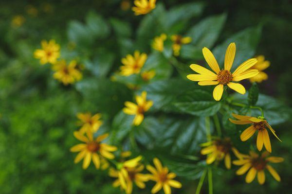 pretty wild flowers along the trail.