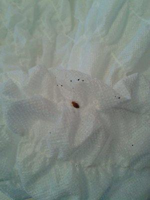 Bedbugs