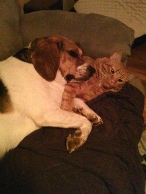 This is a picture of my dog Peart and my cat Ace. They were best friends.