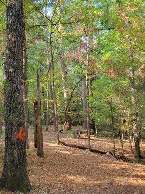 Walking trails are clearly marked with orange arrows and carpeted with pine needles.