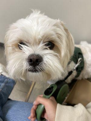 Petco Grooming