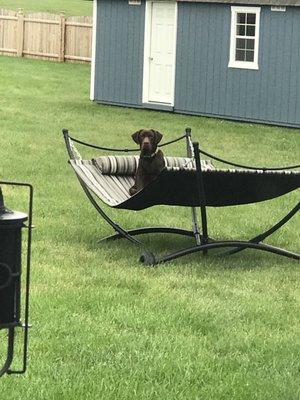 My chocolate baby loves HIS hammock!