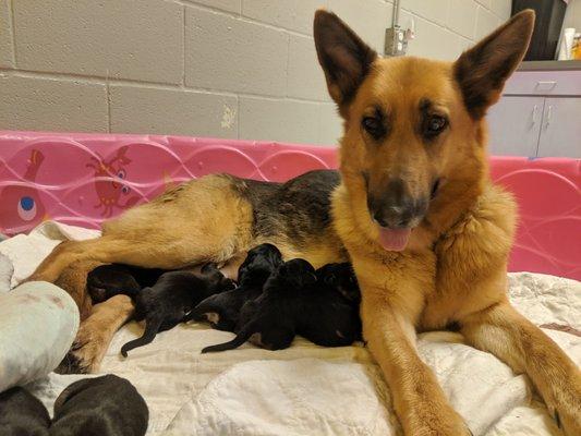 Momma Marie and her pups