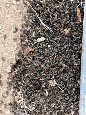 This is a pile of dead bees from this week, they just keep returning and it takes about 5-6 days for them all to die