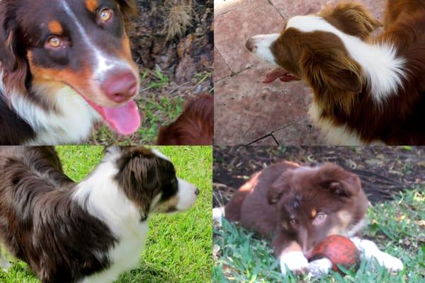 Happy clients - four Aussie Shepherds who are visited five days a week to let out and play in the backyard.