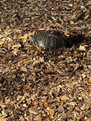 A turtle making a nest!