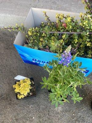 A succulent and a lupine.