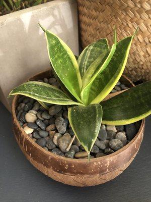 Sansevieria / coconut bowl