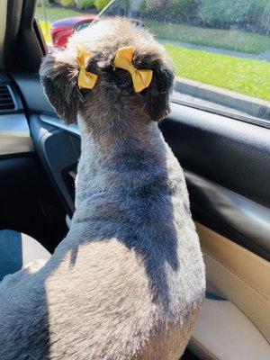 Luna on her way home from grooming.