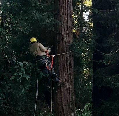 Expert tree climbers who use all the safety gear.