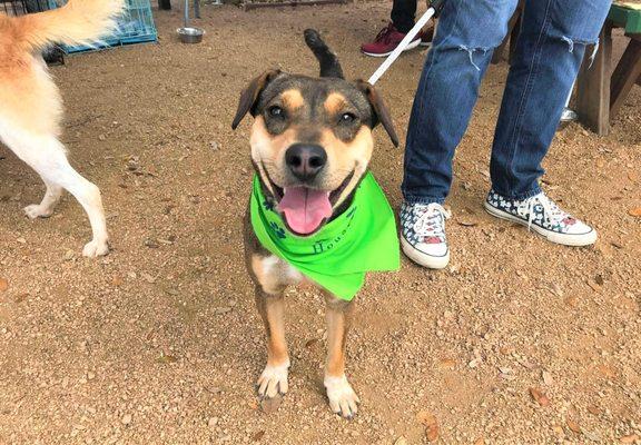 Meet Barbie! She's ready to find a Fur-ever home! Come visit her at HHS- 14700 Almeda Rd.