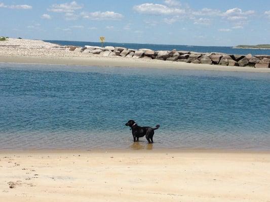 Dog Walk on the Beach.