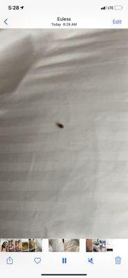 Bed bug crawling on pillow