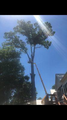 Tree surgeons and Arborists in Alabama are not hard to come by. Quality, professional Arborists are few and far between...