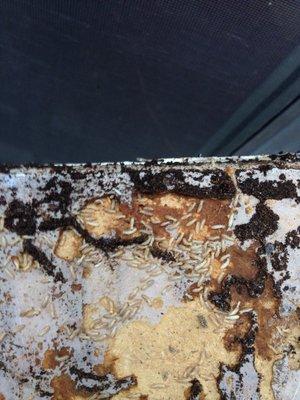 Subterranean termites infesting wood