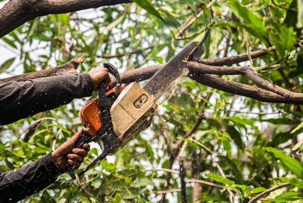 Tree Trimming Services in Pueblo, CO