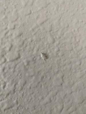 Dead roach painted over