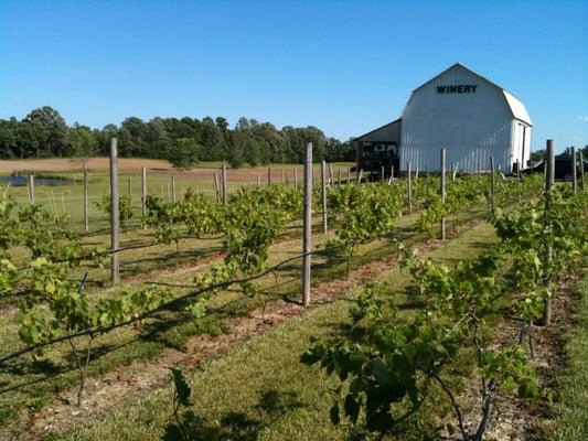 Vineyard & Barn