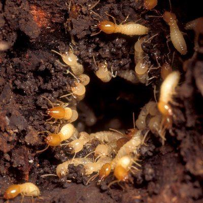 Don't let termites destroy your home! Call Hydrex Termite & Pest Control of Simi Valley today!