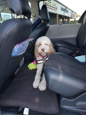 Clean, drier rubber mats on bottom, dog bed and Golden Doodle on dog bed.