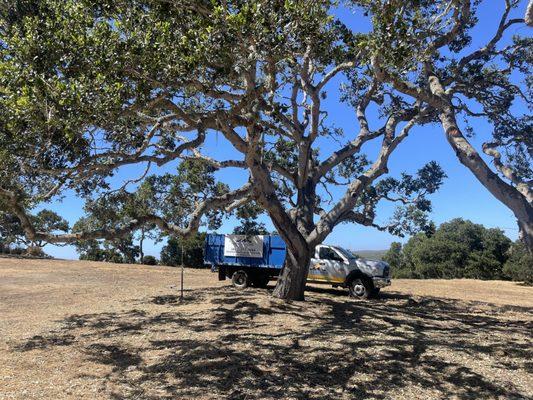 Tree service in progress