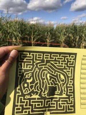 Corn maze