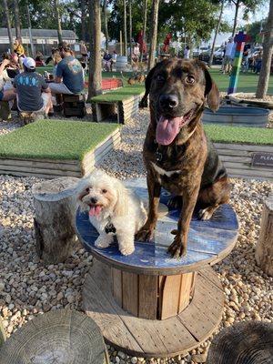 Our pups at brewhounds