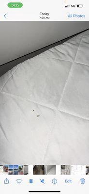 Bugs that were in the bed