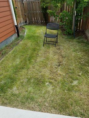 My backyard grass was cut, it's a tiny backyard.