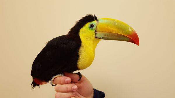 Keel billed toucan