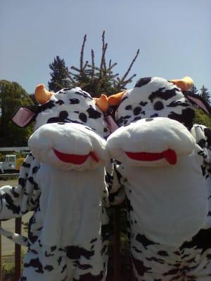 The car wash cows come out in the summer!