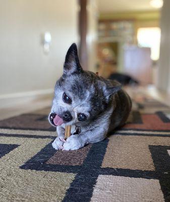 Jazzy in happier days. Now she is 17, blind, deaf, & a very cute boss of it all. Thanks Dr Young and Staff for helping to keep her with us.