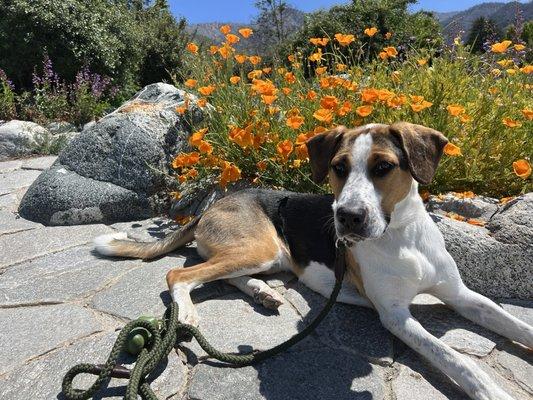 The Wildlands Conservancy's Oak Glen Preserve is dog friendly and open for free!