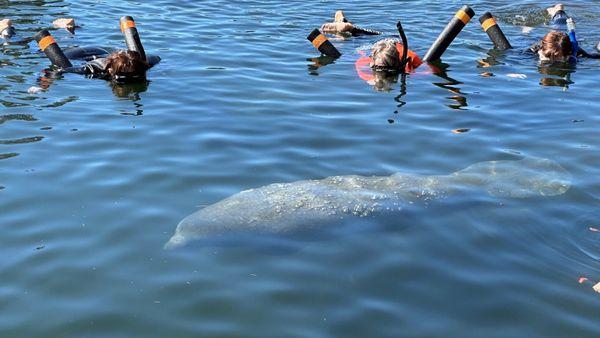 Looking at a manatee