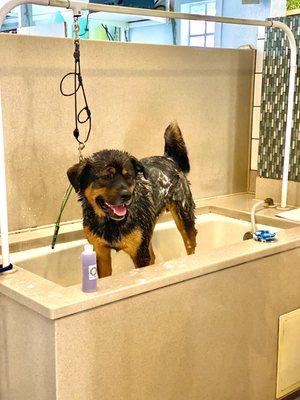 Bathing Bear at the DIY Wash Station