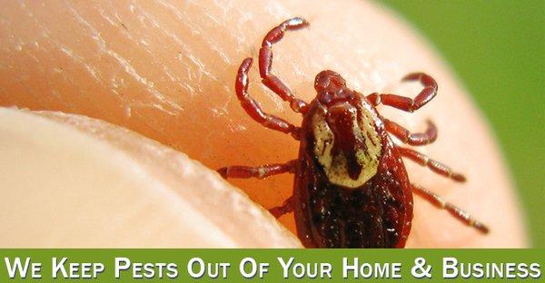 Best Houston Pest Control