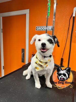 The Dog House Grooming